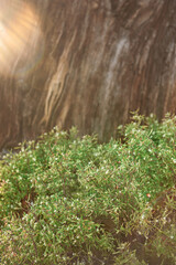 Wall Mural - Nature background with wooden bark, green plant leaves and sunlight