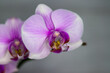 Orchidea in macro