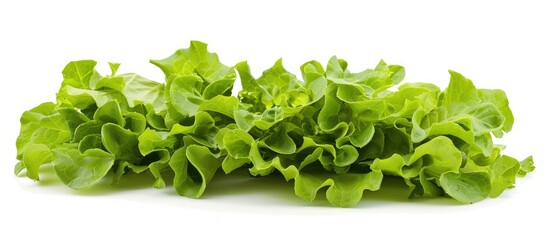 Wall Mural - Fresh lettuce leaves in a high-resolution image, isolated on a white background, suitable for creative design purposes.