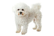 Bichon frise dog standing isolated on transparent background