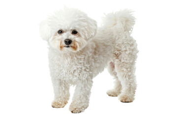 Wall Mural - Bichon frise dog standing isolated on transparent background