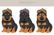Bohemian Shepherd dog puppy clipart. All coat colors set.  Different position. All dog breeds characteristics infographic