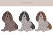 Burgos Pointer puppy clipart. Different coat colors and poses set