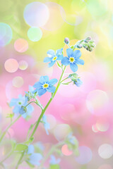 Naklejka na meble Delicate Blue Forget-Me-Nots on Vibrant Bokeh Background
