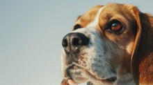 Close Up Of A Dog's Face Against A Blue Sky, Suitable For Various Projects