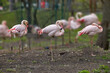 flock of pink flamingo birds in a zoo