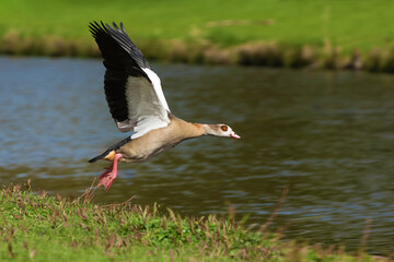 Wall Mural - An adult female Nile or Egyptian goose (Alopochen aegyptiaca) flies over the water