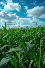 Poster - A peaceful landscape of green grass under a clear blue sky. Suitable for nature and outdoor themes