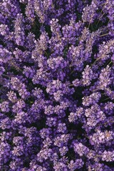 Canvas Print - Detailed view of purple flowers, perfect for floral designs