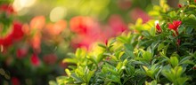 Green Shrub With A Backdrop Of Red Flowers