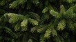 © Fotograf - Detailed view of a pine tree with vibrant green needles. Suitable for nature and environmental themes