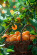 apricots in a basket in the garden. selective focus.