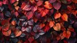 A bunch of red and orange leaves on a wall. Suitable for seasonal decorations