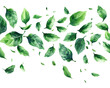 Green leaves fly and fall on a white background Tropical leaves for border elements Fresh natural leaves in the form of waves and swirls cartoon 2D  illustration on white background Looks minimalist
