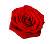 Beautiful red rose isolated on a white background.