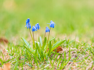 Siberian squill, wood squill, Scilla siberica meadow plant with blue blossom in grass. Spring flower background