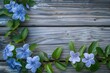 Beautiful Periwinkle Flowers Closeup on Old Wooden Background for Summer Beauty and Nature Inspiration