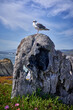 seagull standing on a stump at the coast