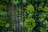 Fototapeta  - Sustainable forestry, drone reforestation, habitat restoration, aerial view
