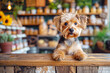 Cute Yorkshire terrier sits on empty wooden counter with place for montage pet food or products, radiating charm amid cozy atmosphere of sustainable cozy pet store with shelves with goods. Template