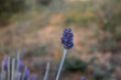 Lavender plant close up photo. Nice soft background.