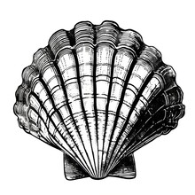 Scallop Shell, Linocut, Print, Black And White, Engraving, Marine, Art, Illustration, Fan Shape