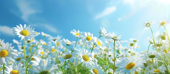 Canvas Print - A field of daisies under a clear blue sky and sunshine.