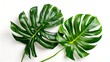 Lush Green Monstera Leaves Isolated on White Background. Perfect for Interior Design Themes. Tropical Botanical Styling Elements. AI
