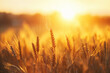 A field of golden wheat is bathed in the warm glow of the sun