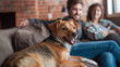 Contented dog lies on a couch, with a smiling couple in the background, illustrating a happy home scene.