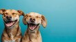 © Emma - Banner two smiling dogs with happy expression and closed eyes isolated on blue colored background