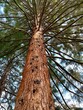 
big sequoia (Mammut Baum) tree