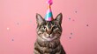© Emma - Cushy feline with party cap on pink background