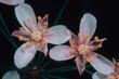 Flowering Rush (Butomus umbellatus). Rhizomatous perennial aquatic plant, Mores. Sassari, Sardinia. Italy