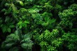 Rainforest canopy, lush greenery, vibrant ecosystem, aerial view