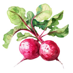 vegetable - 2 Palatable.beetroots.illustration ,.watercolor