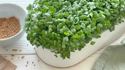 Wall Mural - Containers with radish green microgreen sprouts on table.