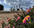 Säulen am Heiligtum des Apollon Pylates, Kourion, Zypern mit Blumen im Vordergrund
