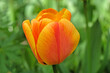 Yellow and red darwin hybrid ‘Blushing Apeldoorn’ in flower.