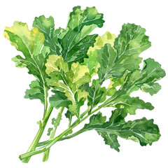 vegetable - Kale plants have green or purple leaves, and the central leaves do not form a head