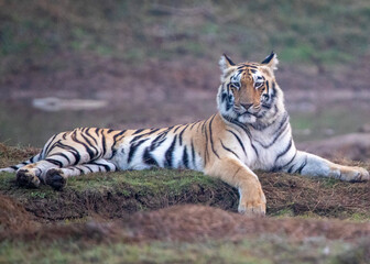 Wall Mural - A tiger on safari at Tadoba National Park in Tadoba Andhari Tiger Reserve in Chandrapur, Maharashtra, India