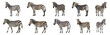 Different angles of zebra cut out png on transparent background
