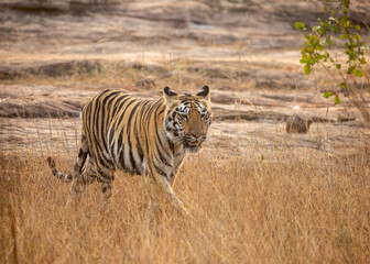 Wall Mural - A close-up of a tiger on safari at Tadoba National Park in Tadoba Andhari Tiger Reserve in Chandrapur, Maharashtra, India