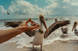 A man's hand holds out a fish to a pelican on the beach, feeding the birds from his hands
