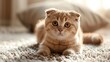 Young cute cat resting on carpet floor the Scottish Fold short-haired pedigreed kitten