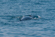 Finnwal im Meer beim Luft holen