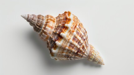 Wall Mural - sea shell isolated on white