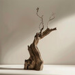 Dry Bonsai on a white background. Studio shot in room with textured light and shadows. Vintage style.