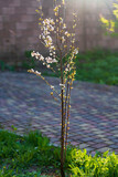 Fototapeta Pomosty - Flowering ornamental purple-leaf plum Hollywood with white flowers on spring garden background. Small plum tree at morning, closeup