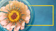 Cut flower garden concept with top view of zinnia flower on blue background, copy space in frame banner for mothers day.